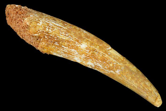 Large, Fossil Pterosaur (Siroccopteryx) Tooth - Morocco #167161